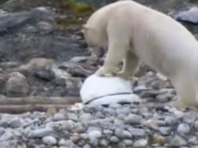 可愛的北極熊　大戰隱藏式攝影機！