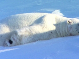 【有趣影片】北極熊慵懶逗趣的一天