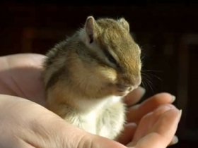 【有趣影片】用慢動作來看可愛的花栗鼠