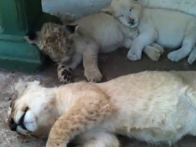哄小貓咪睡覺不稀奇，哄小獅子入睡才厲害