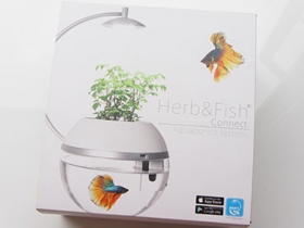 自己在家做一個生態池：香草與魚 2.0 開箱分享