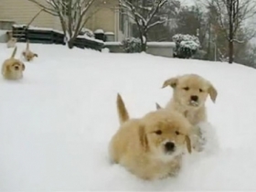 心情不好必看影片：在雪地奔跑的超萌小黃金獵犬