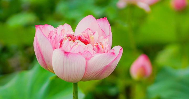 夏日無料賞花！金山清水蓮花田