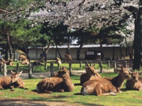 奈良公園好溫馨？若是晚上去包准嚇死你