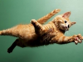 爆笑！原來不是每一隻貓都有跳躍的天份呢