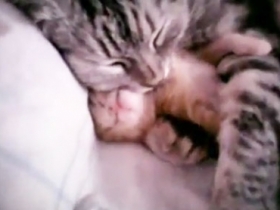 這對貓母子感情真好，睡覺都要抱在一起