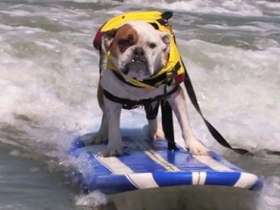 【趣味影片】清涼又可愛的狗狗衝浪大賽