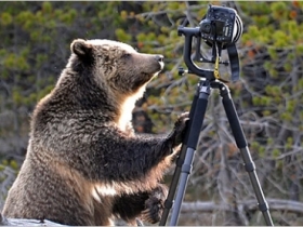 原來 Nikon D4 不只支援防滴防塵... 還防熊？