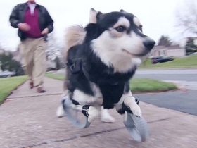 好感人！3D 列印讓狗狗能自由奔跑