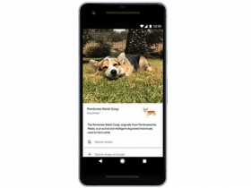 新版 Google Lens 不但可正確識別貓或狗，還能介紹品種特性