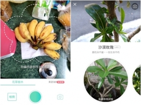 【軟體分享】植物、蔬果看透透，我的行動植物專家─形色