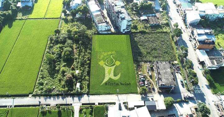 台灣三星「星關懷」稻田認養計畫邁入第五年　持續支持友善契作