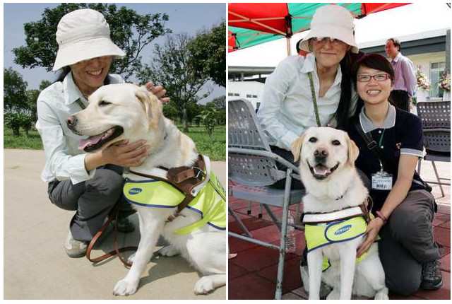 三星導盲犬　正式成為台灣工作犬生力軍